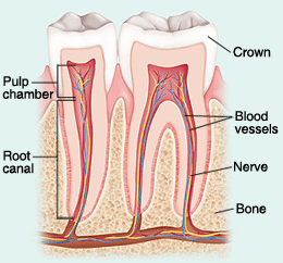 Tooth cross-section diagram showing pulp chamber, root canal, blood vessels, nerve, and bone structure.