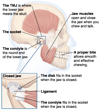Anatomical diagram of the temporomandibular joint showing jaw structure, muscles, and proper bite alignment.