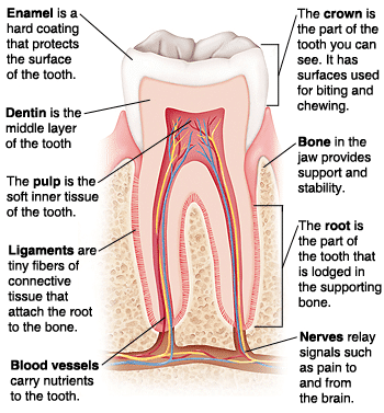Diagram of tooth anatomy showing enamel, dentin, pulp, root, nerves, blood vessels, bone and ligaments.