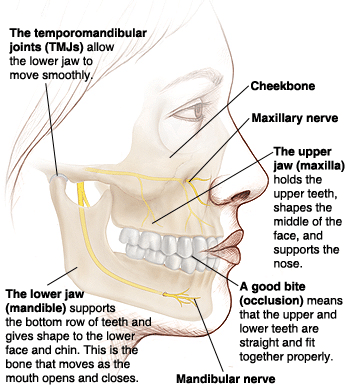 Anatomical diagram of jaw structure showing temporomandibular joints, maxilla, mandible, and nerves affecting bite and facia.