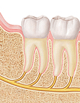 Anatomical diagram of wisdom teeth showing tooth structure and bone positioning.